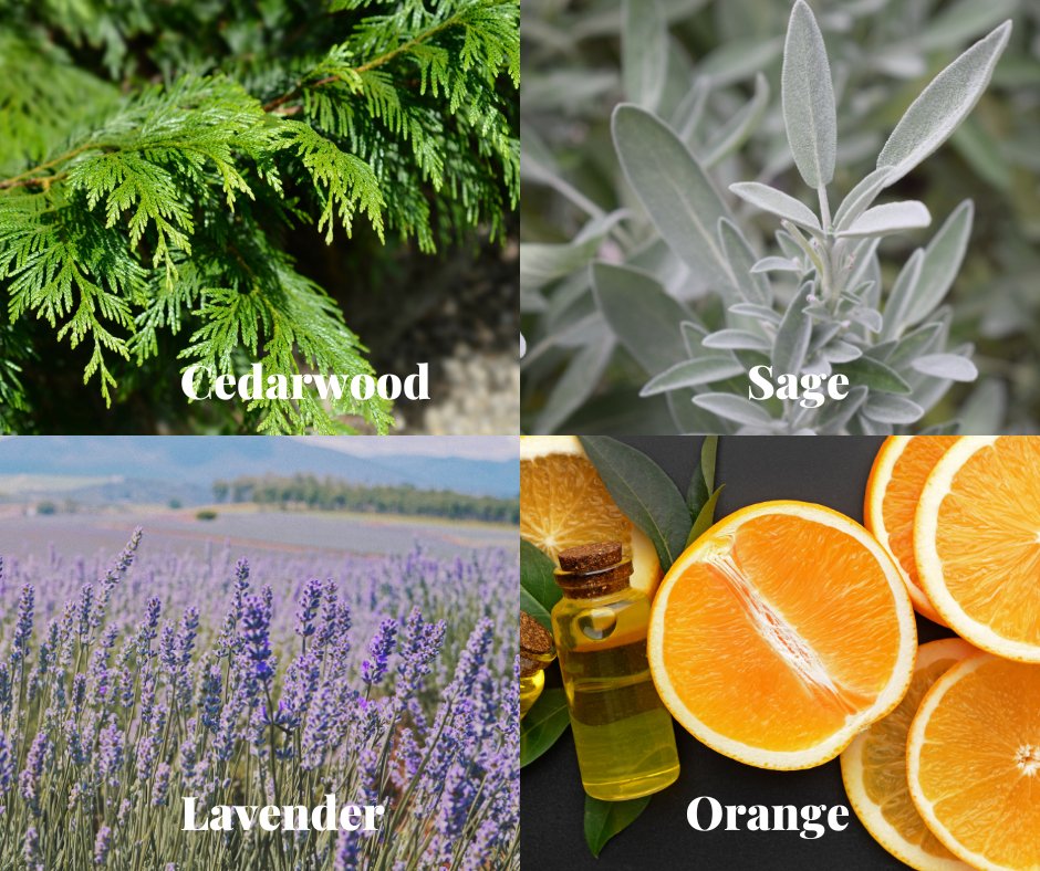Fortitude Blend | Essential Oil for Focus - Small Batch Garden