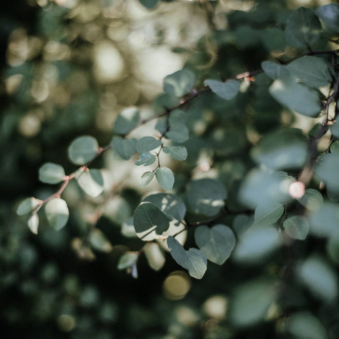 Eucalyptus Essential Oil - Small Batch Garden