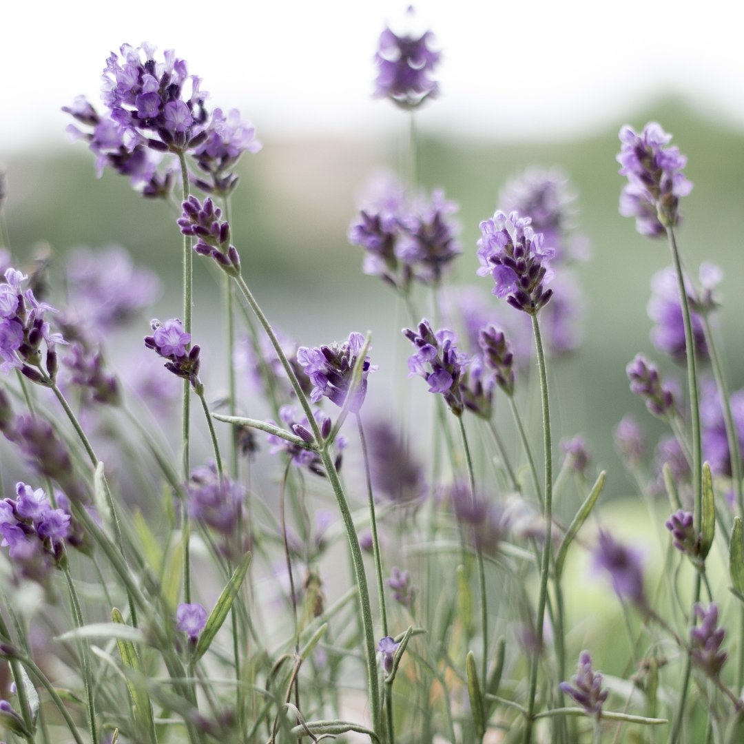 Lavender Essential Oil - Small Batch Garden
