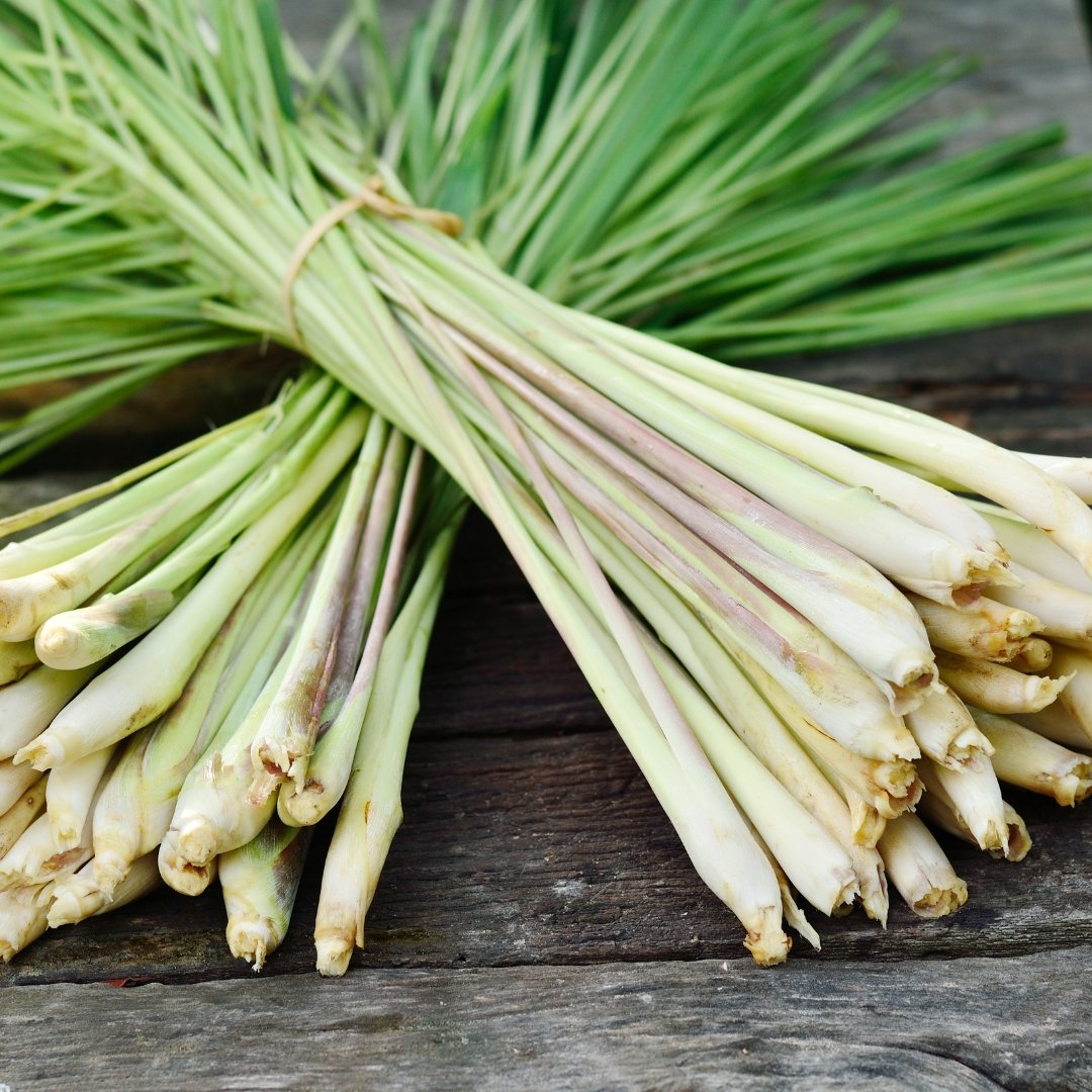 Lemongrass Essential Oil - Small Batch Garden
