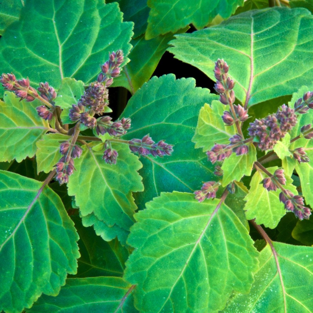 Patchouli Essential Oil - Small Batch Garden