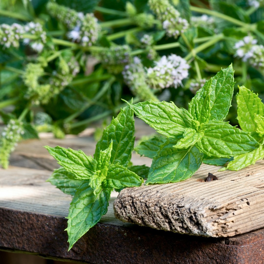 Peppermint Essential Oil - Small Batch Garden