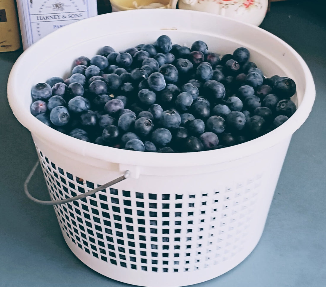 Blueberry Season: Notes from the Garden