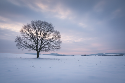 Bare winter tree representing rest and dormancy