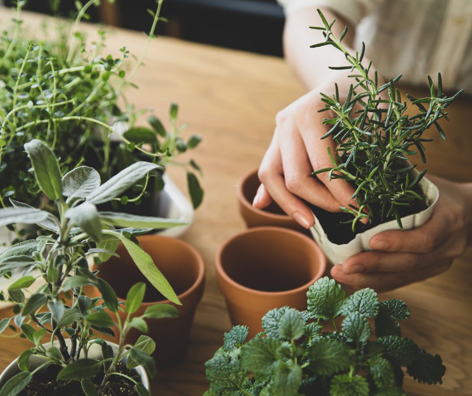 Green Thumbs Inside: A Guide to Growing Herbs Indoors - Small Batch Garden