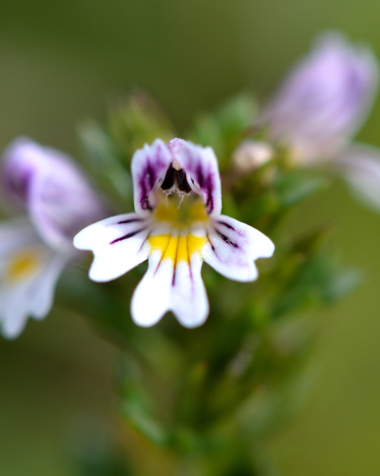 Eyebright Herb in flower