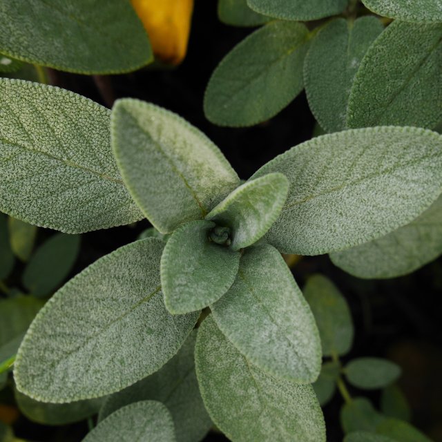 Sage Essential Oil | Purifying & Aromatic - Small Batch Garden